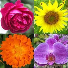Взломанная Flowers Quiz - Identify Plants  [МОД Меню] - последняя версия apk на Андроид
