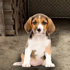 Скачать взлом My Pet Animal Shelter World  [МОД Много монет] - полная версия apk на Андроид